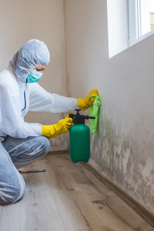 Attic Mold Removal in Frisco, TX