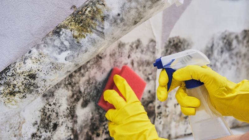 Ceiling Mold Removal in Frisco, TX